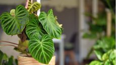 Philodendron in wooden pot