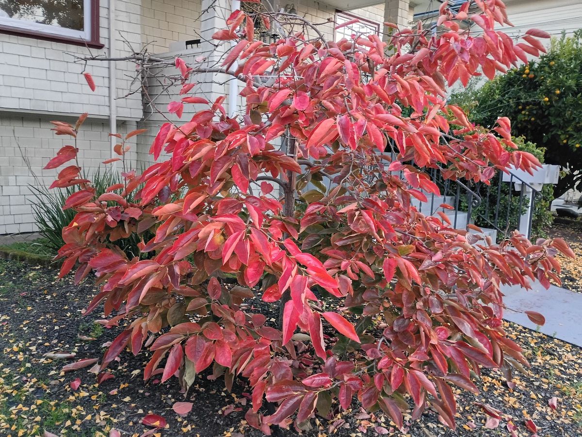 Persimmon tree on a sloped front lawn directly in front of a house