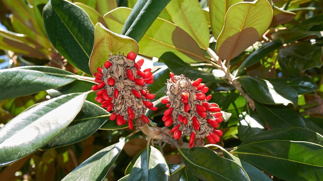 Magnolia seeds on a tree