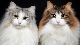 Cat breeds that like water: Norwegian Forest Cat