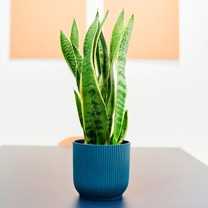 snake plant on a table 