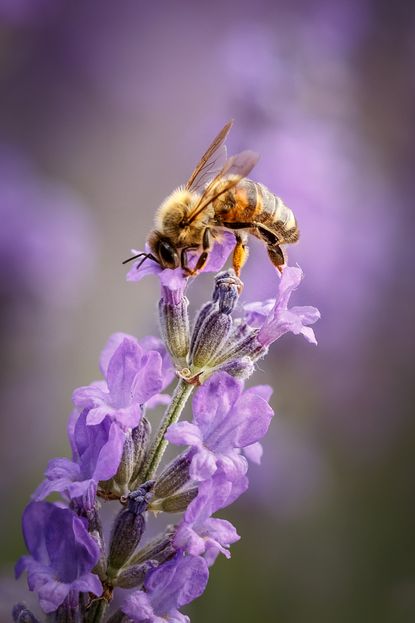 5 beneficial garden insects to encourage into your backyard | Livingetc