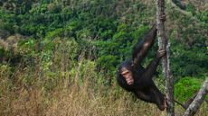 A chimpanzee climbing a tree