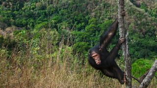 A chimpanzee climbing a tree