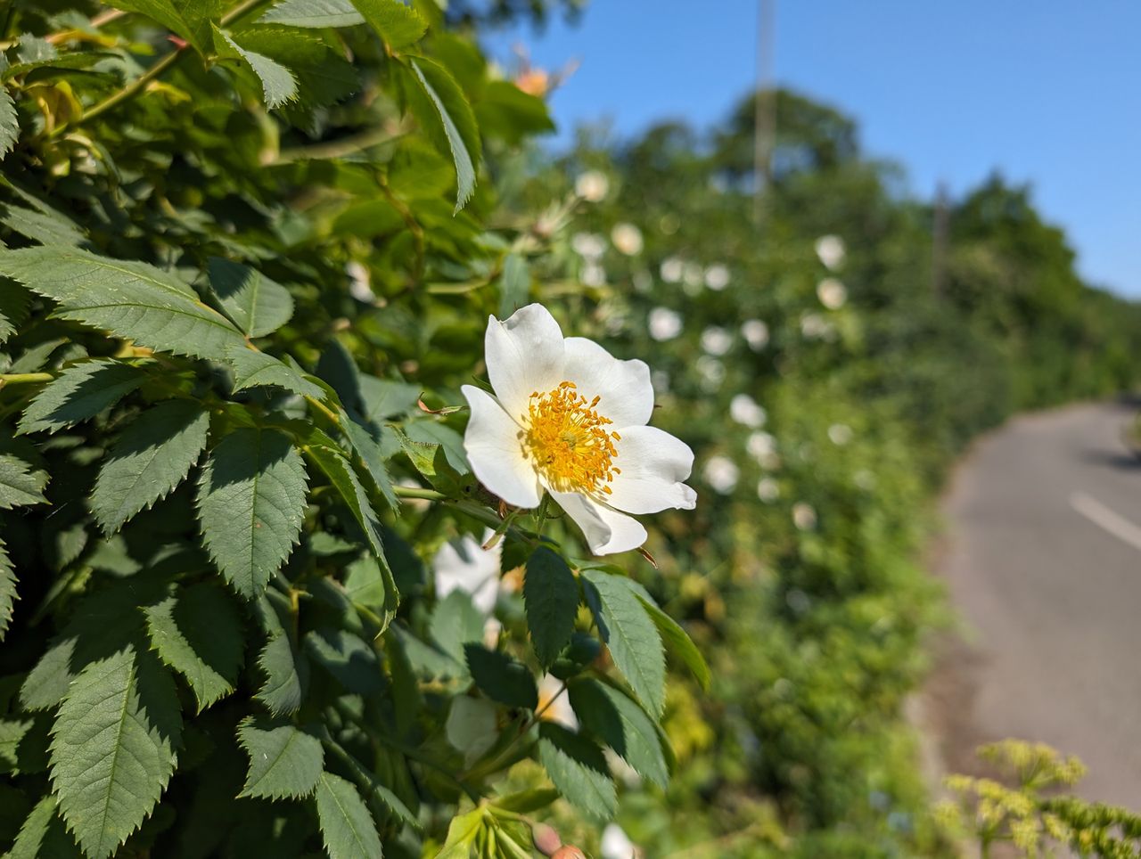 Google Pixel 8 Pro