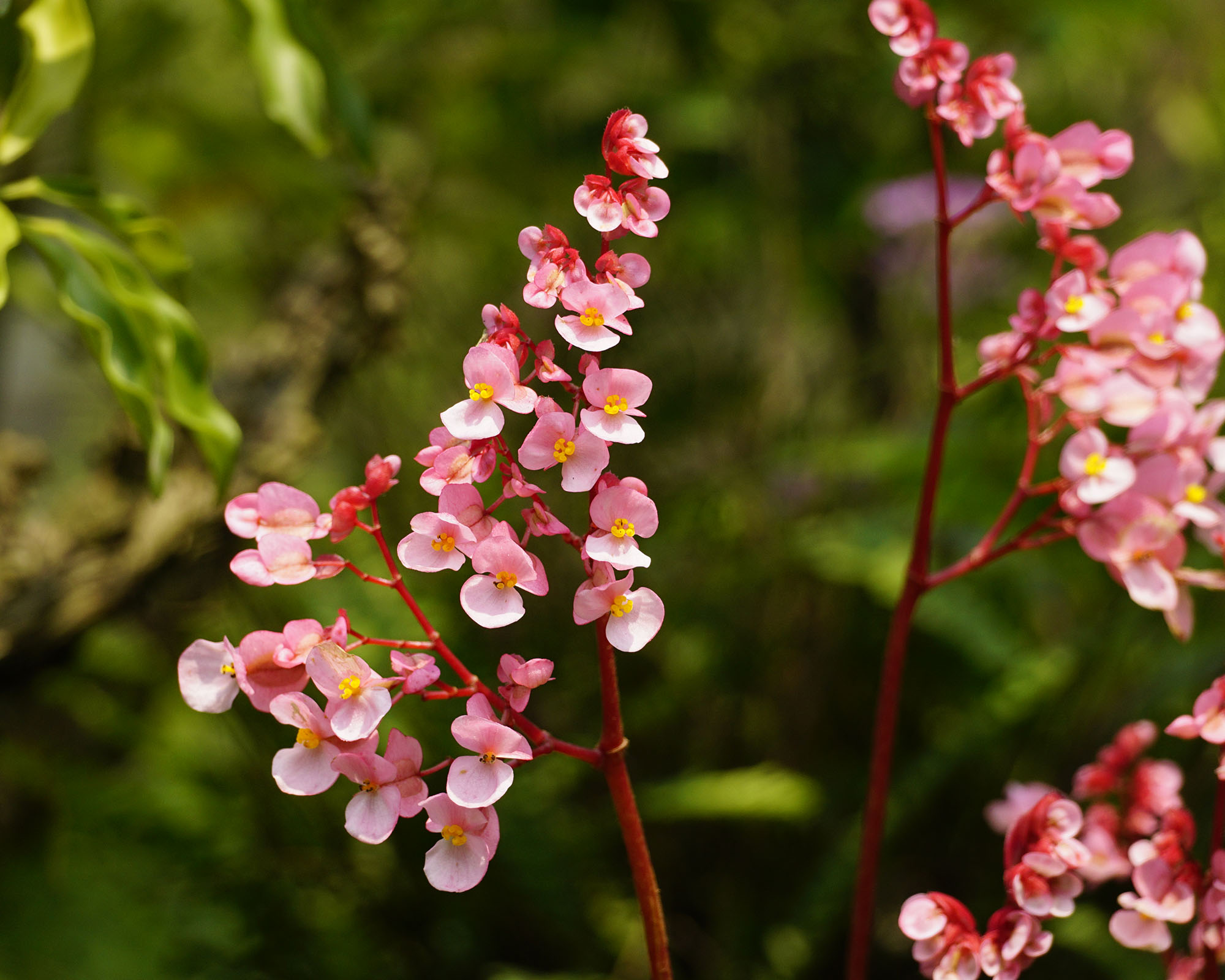 Begonia grandis in bloom