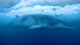 A minke whale swims beneath sea ice in Antarctica's Ross Sea.