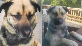 dog dies saving his family from wolves