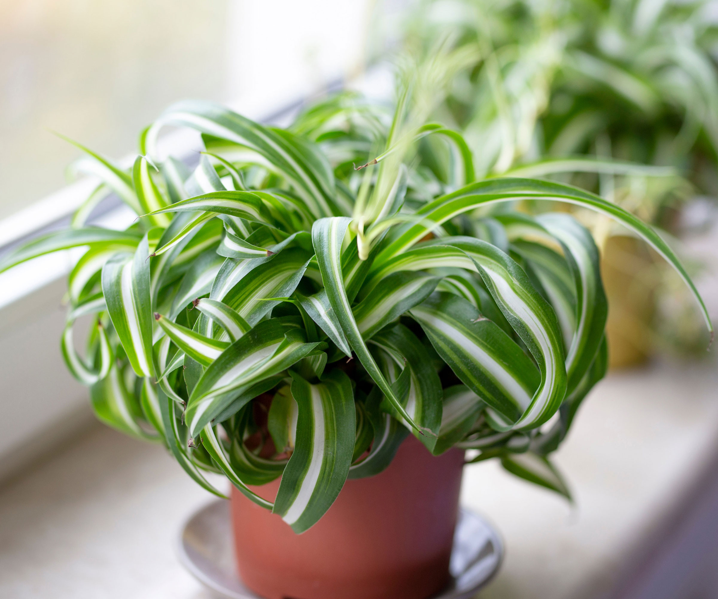 spider plant Bonnie growing on windowsill