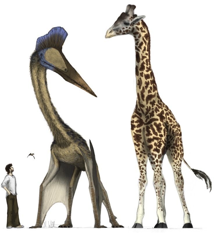 Science: evidence is intelligence - Jet-Size Pterosaurs Took Off