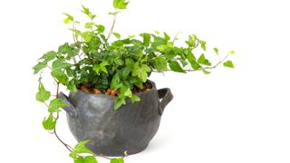 English Ivy in a pot