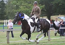 humdinger-gallop.jpg