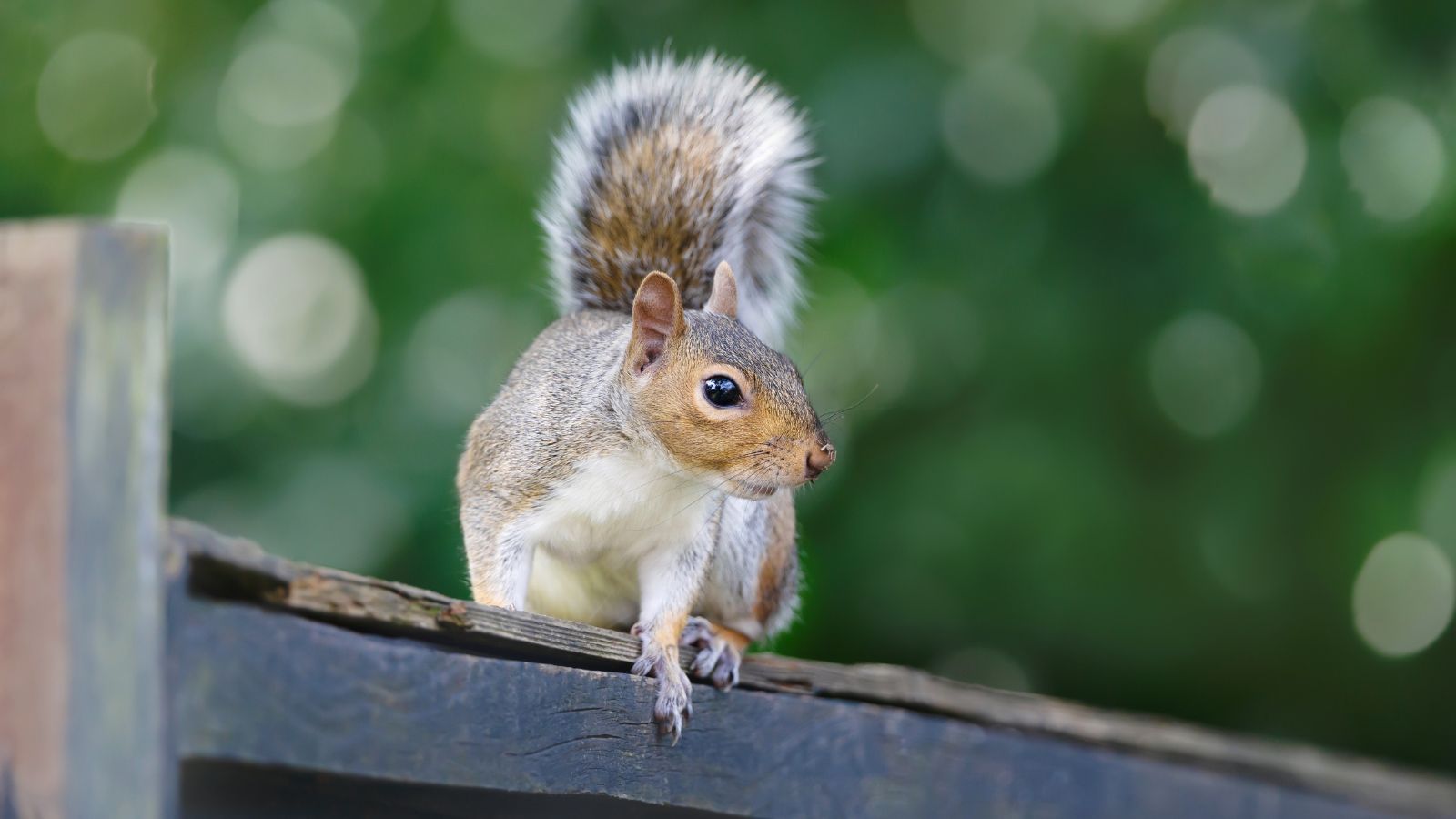 A grey squirrel sat on a garden fence