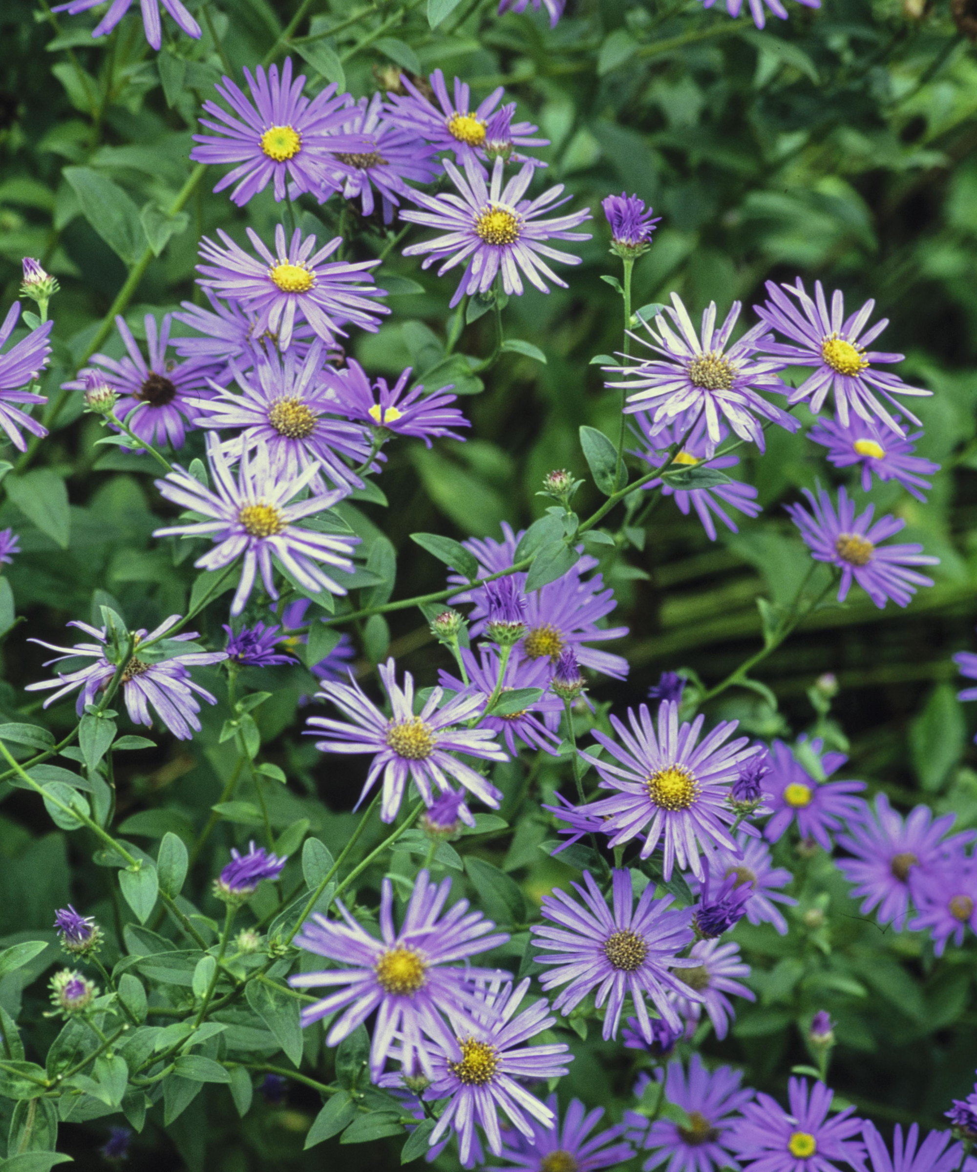 Purple asters flowering in a nursery
