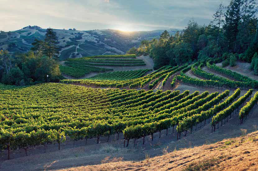 Alexander Valley vineyards, V&amp;eacute;rit&amp;eacute;