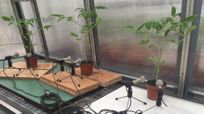 Three tomato plants in pots sit on a table in a greenhouse. Each plant has two microphones set up near it.