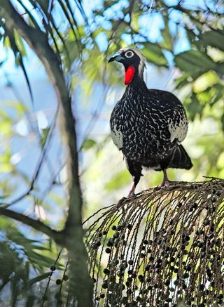 Piping guan in Atlantic Forest