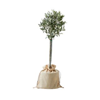 Olive tree in bag