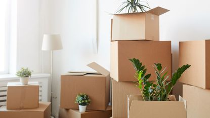 A room filled with moving boxes and house plants.