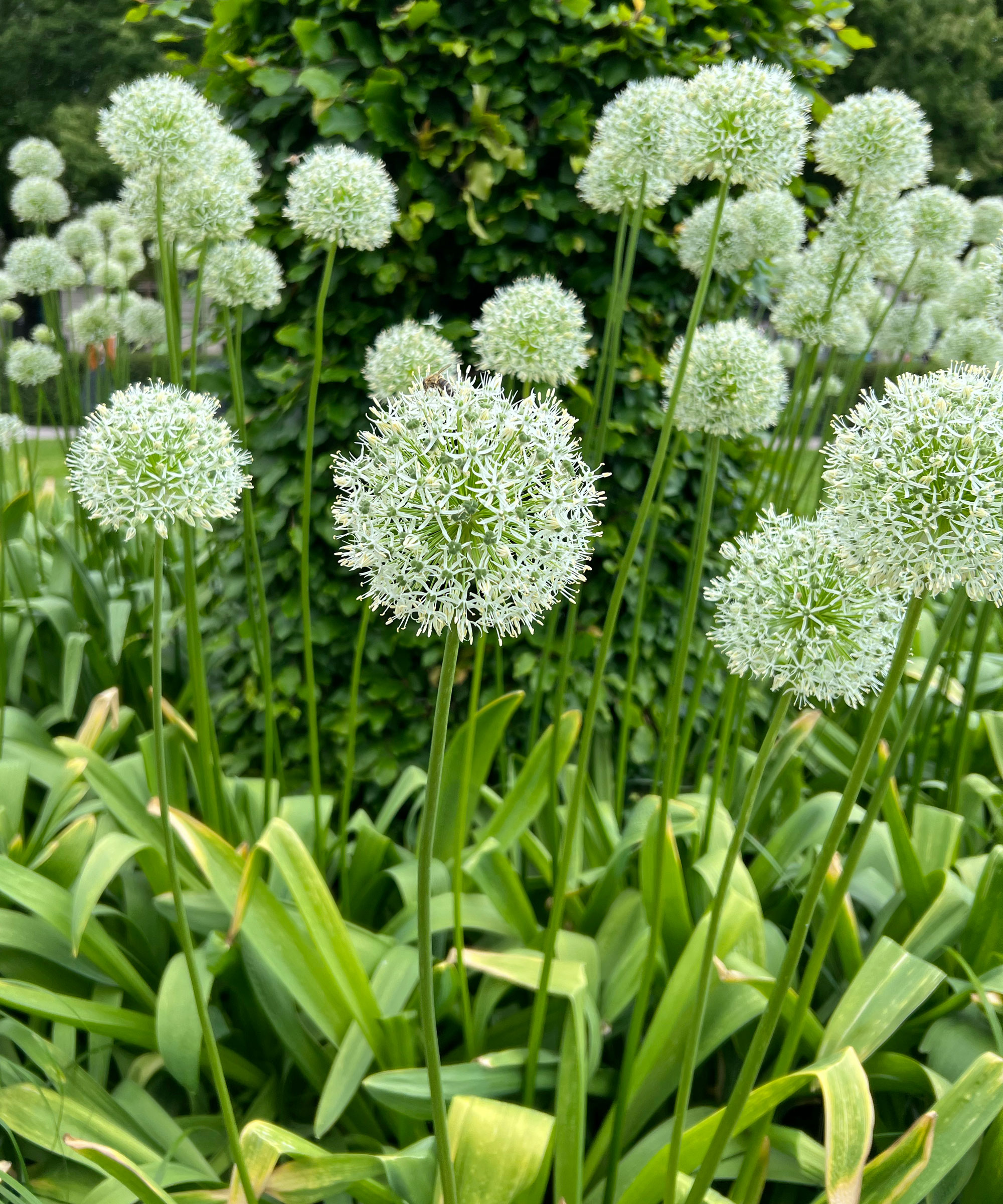 Allium 'White Giant' plants
