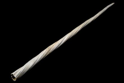 Study finds narwhal tusk size is correlated with fertility