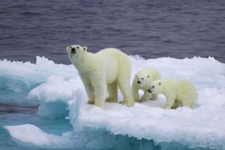polar bears extinction climate change