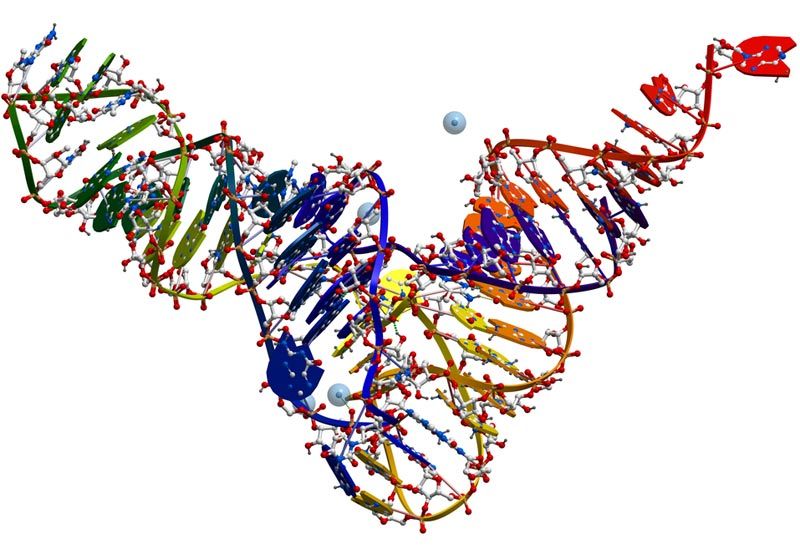 an image of transfer RNA in a yeast cell