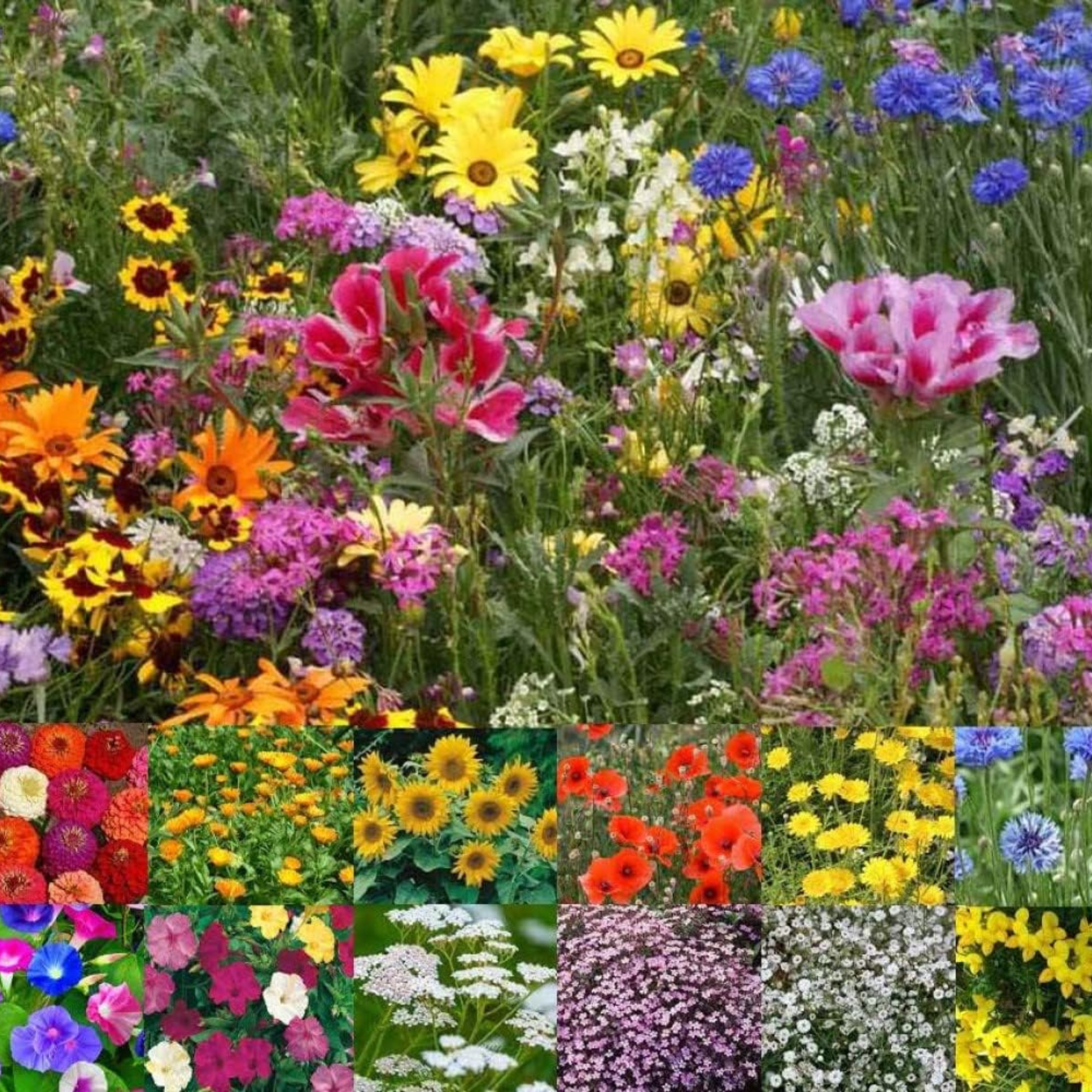 Wild Scented Bee and Butterfly Cottage Garden Grass Seed 