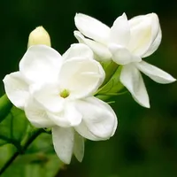 Jasmine, £2.59, Amazon