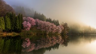 A tranquil, misty morning scene shows a row of pink cherry blossom trees and evergreen trees reflected in a calm, dark body of water.