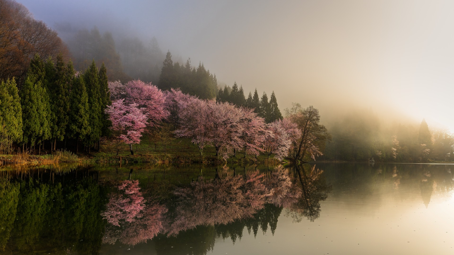 A tranquil, misty morning scene shows a row of pink cherry blossom trees and evergreen trees reflected in a calm, dark body of water.
