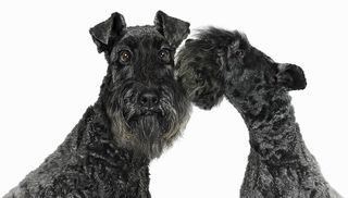 hypoallergenic dog breeds