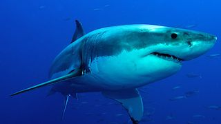 Larger sharks, such as great white sharks (Carcharodon carcharias), must continuously keep swimming so have probably evolved a way to sleep on the move.