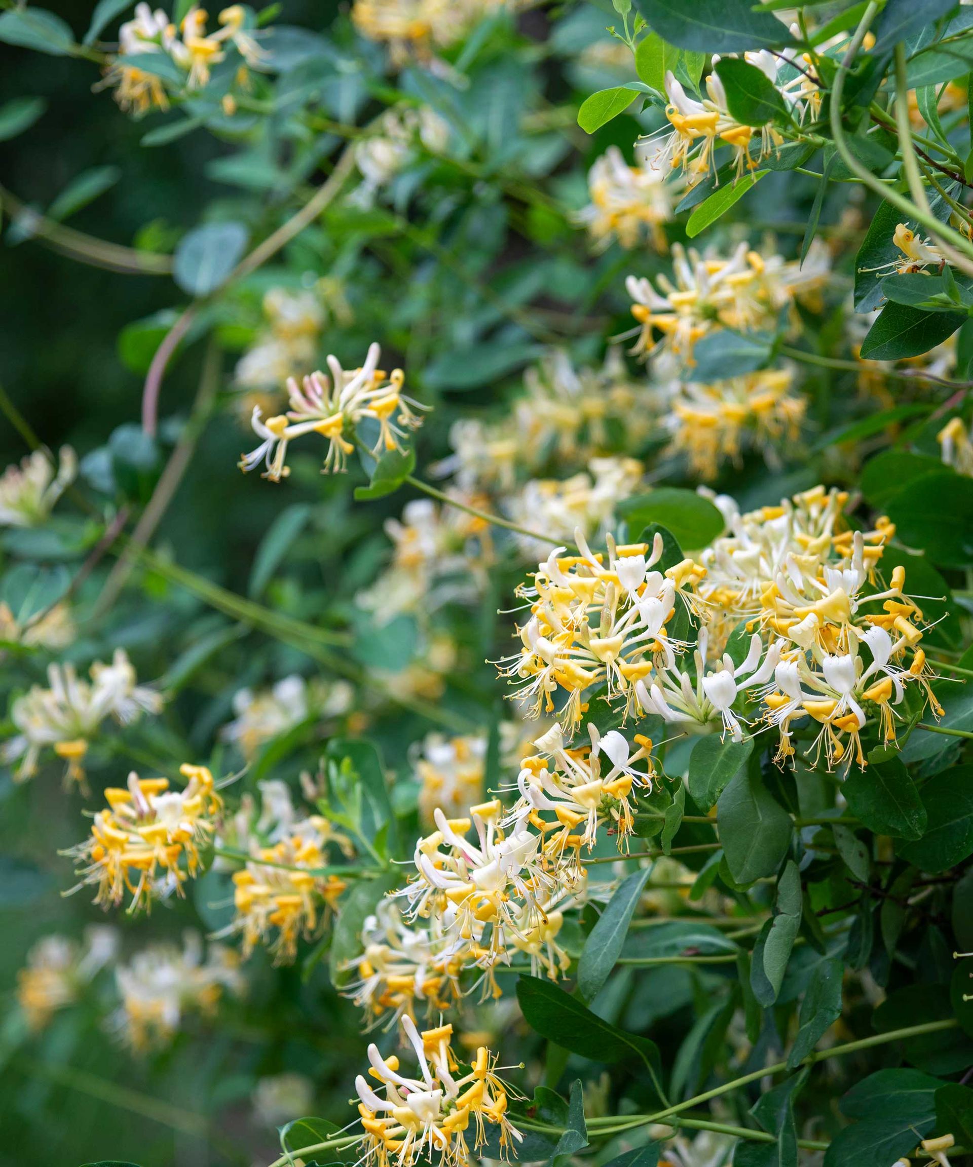 Pruning honeysuckle simple tips for tidying up these plants Gardeningetc