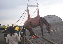 horse-roof-rescue.JPG