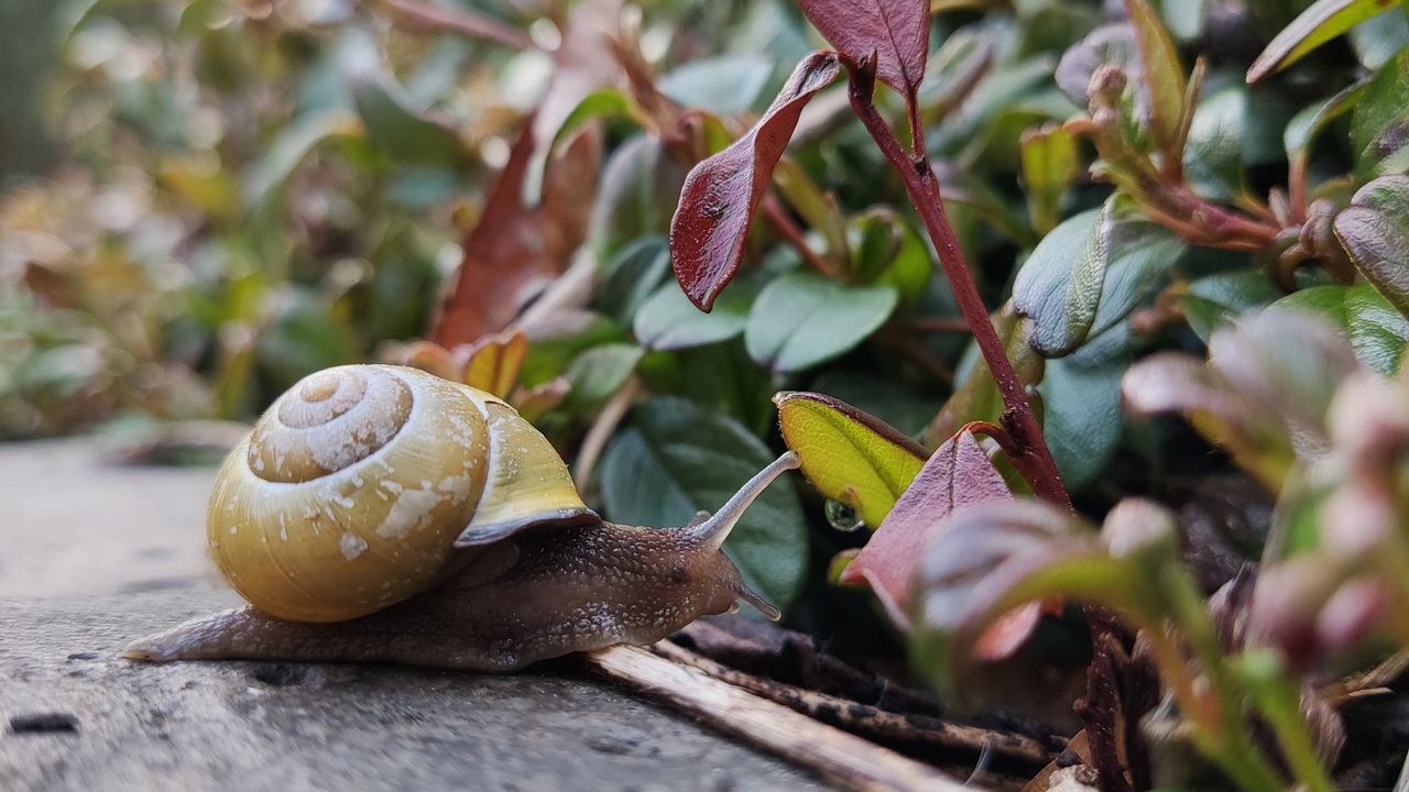 Snail in garden