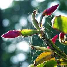 Pests and webs on Christmas cactus plant