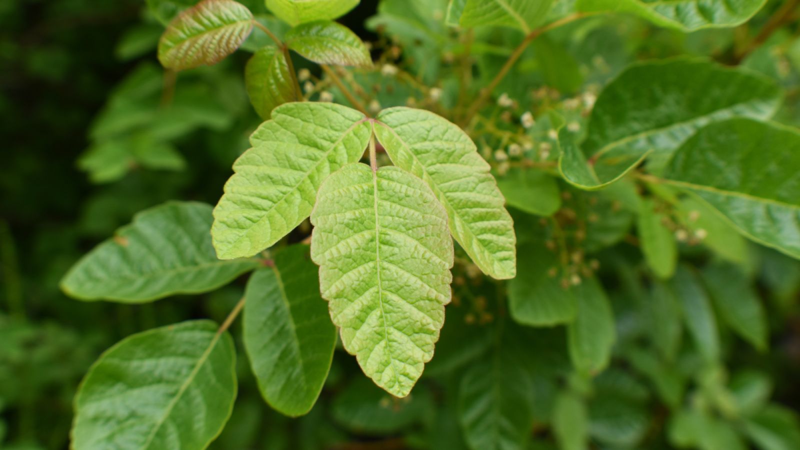 Getting Rid Of Poison Oak - What Does Poison Oak Look Like | Gardening ...