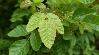 Closeup of poison oak plant