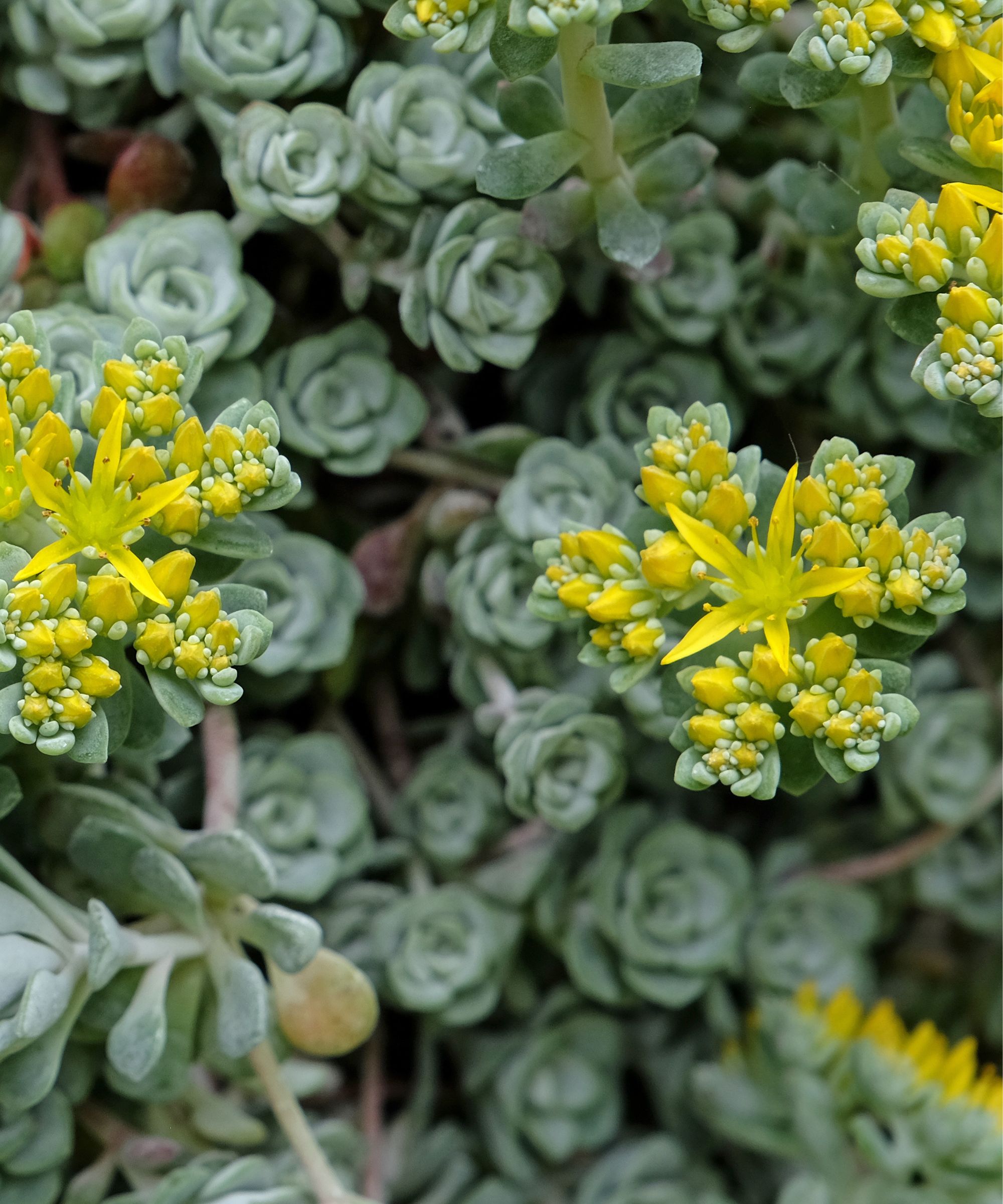 Sedum with yellow flowers