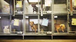 Dogs in cages