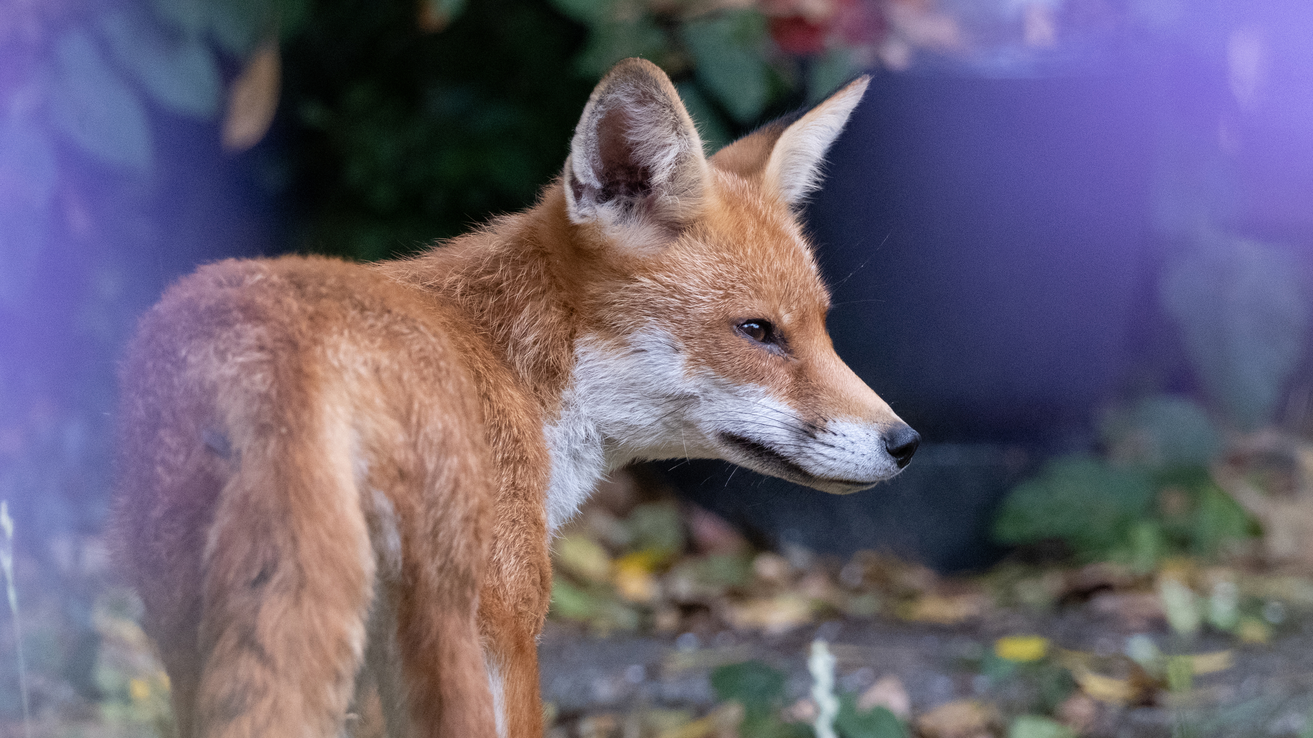 A young fox in a garden