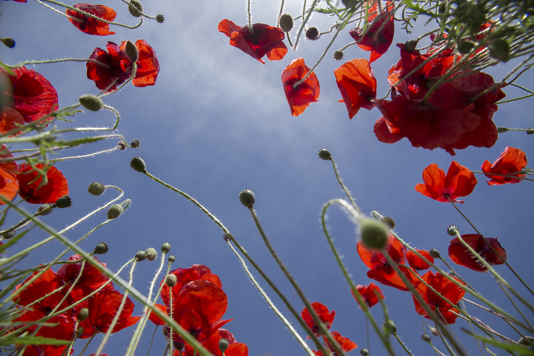 Worms eye view of poppies and blue sky