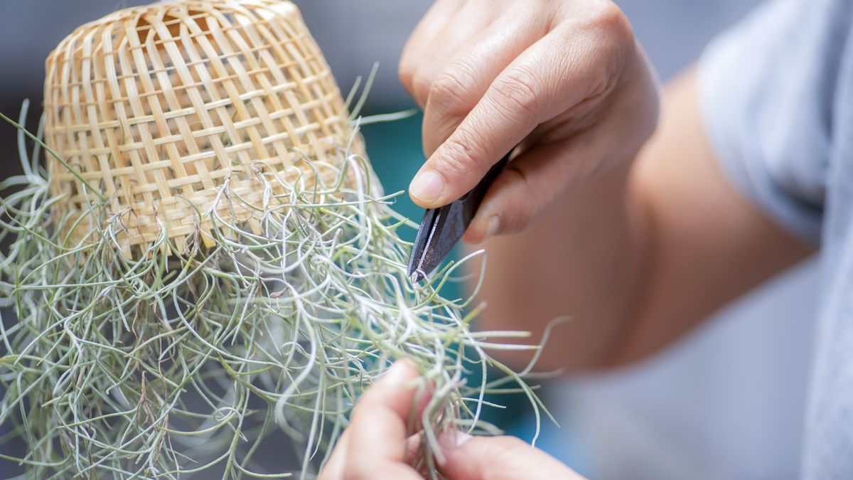 How to propagate air plants in 4 simple, expert steps | Homes and Gardens