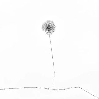 An aerial view of a snowy field with fences and a tree depicting a dandelion