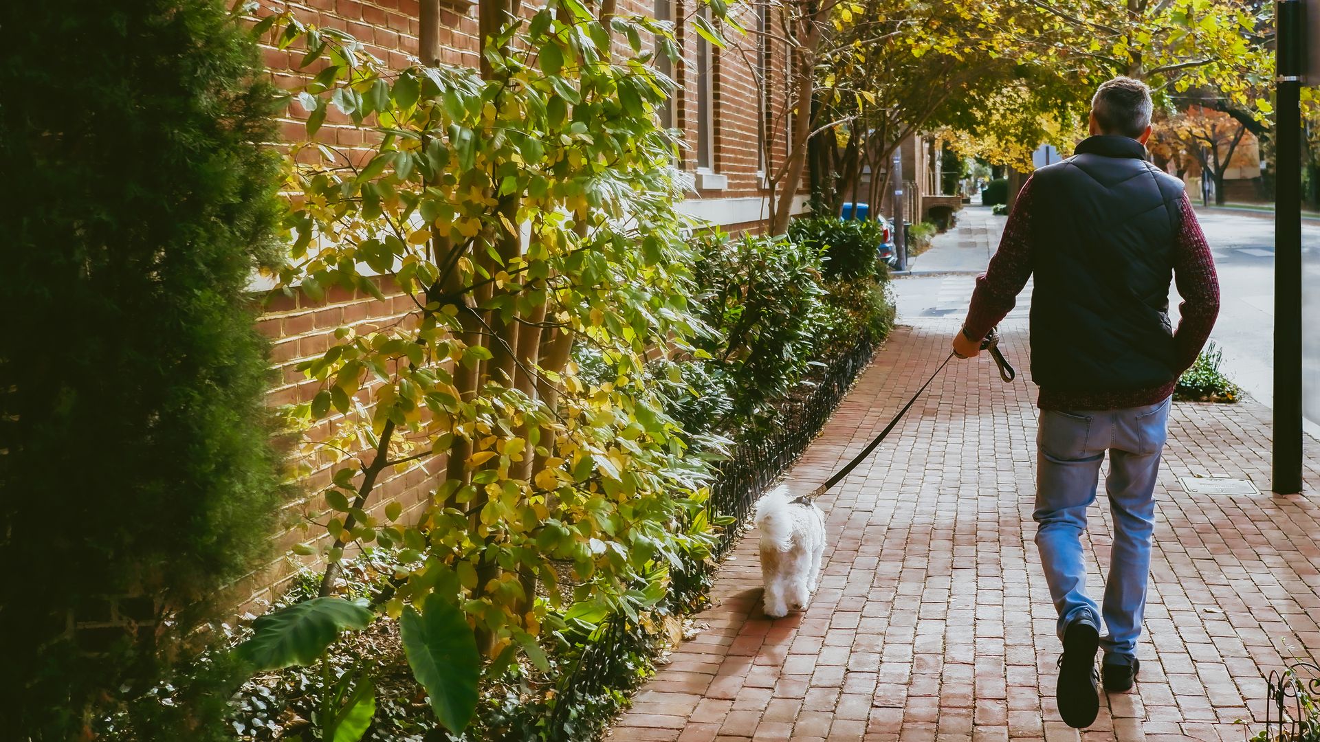 how-to-stop-a-dog-pulling-on-a-leash-petsradar