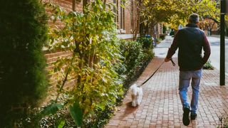 Dog pulling on a leash