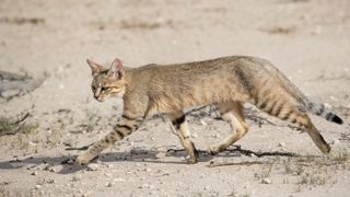 African wildcat Felis lybica