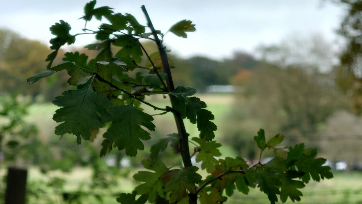 Sony Xperia 1 III camera test