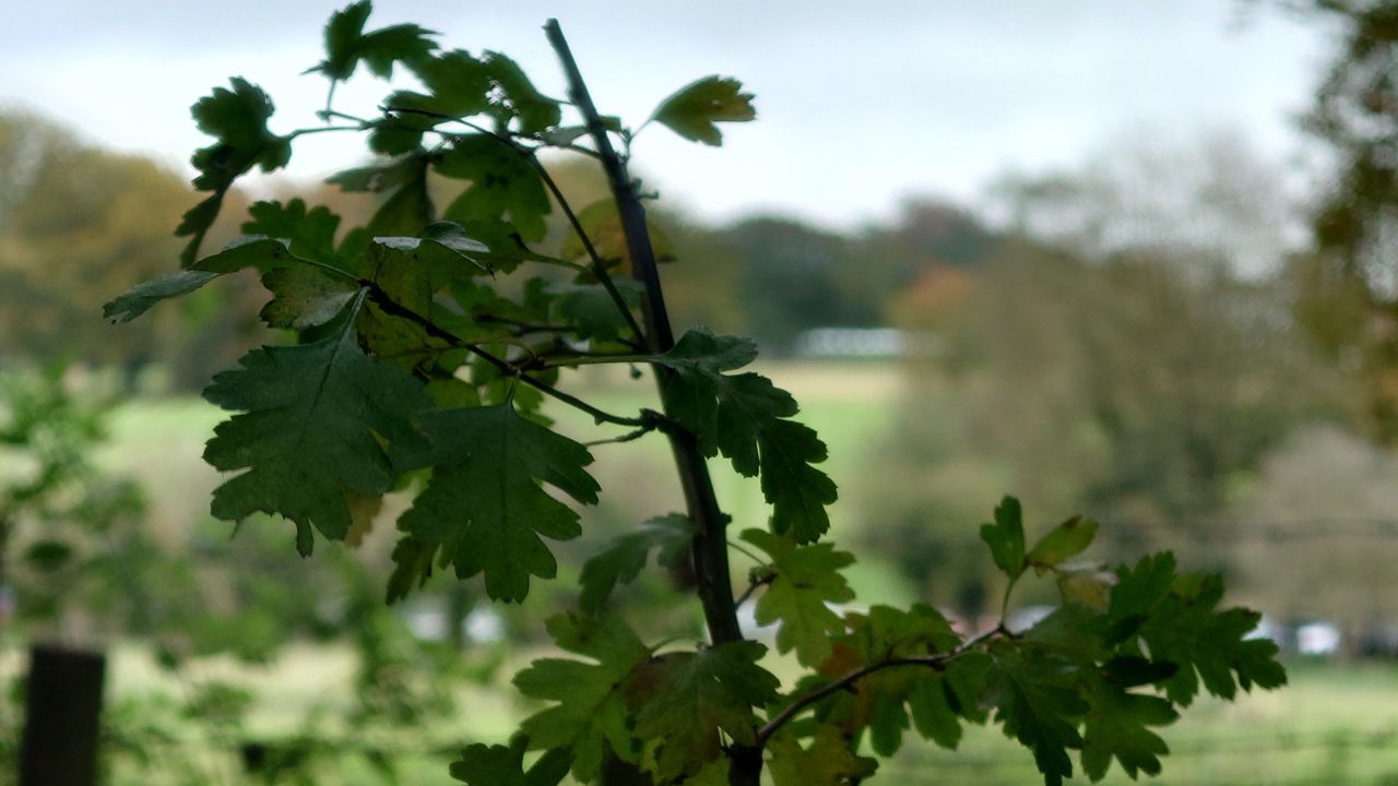 Sony Xperia 1 III camera test